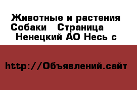 Животные и растения Собаки - Страница 17 . Ненецкий АО,Несь с.